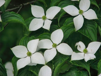 Close-up of white flowering plants