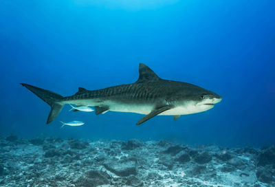 Fish swimming in sea