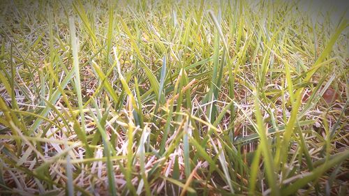 Plants growing on field