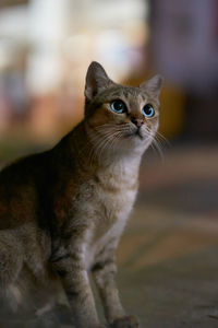 Close-up portrait of a cat