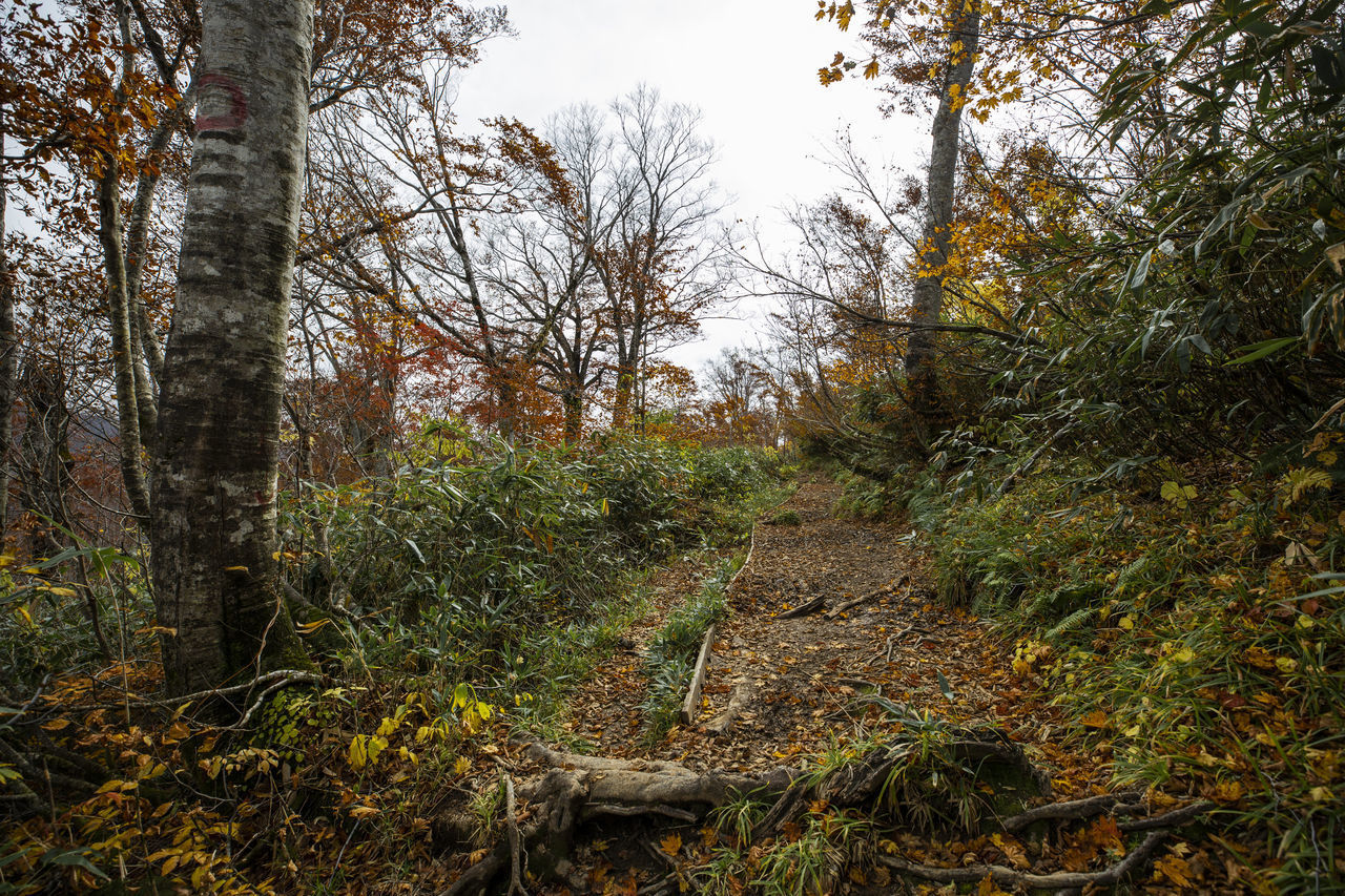 TREES IN FOREST DURING AUTUMN