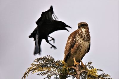 Low angle view of raven attacking bird on tree