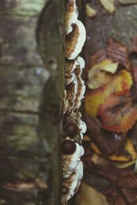 Close-up of ropes on tree trunk