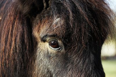 Close-up of a horse