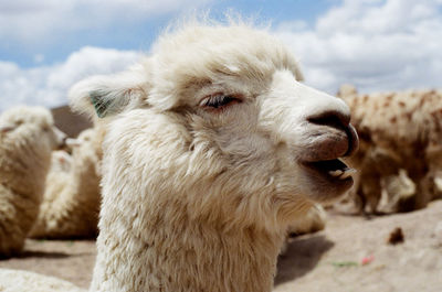 Close-up of llamas against sky