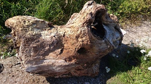 High angle view of tree stump on field