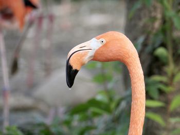 Close-up of bird