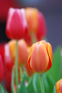 Close-up of tulips blooming outdoors