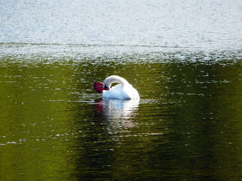 Swan swimming in lake