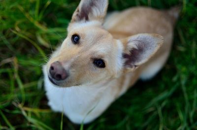 High angle view of dog on field