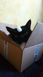 Close-up of black cat sitting in box