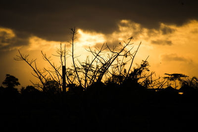 Silhouette plants against dramatic sky during sunset