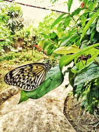 Close-up of butterfly perching on leaf