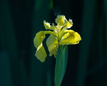 Close-up of yellow flowering plant