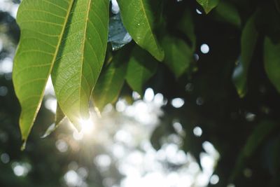 Low angle view of leaves on tree