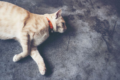 High angle view of dog sleeping on floor