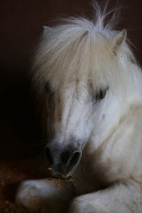 Close-up of white horse at stable