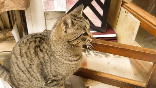 Cat sitting on table at home