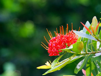 Close-up of red flower blooming outdoors