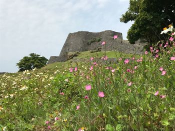 View of flowers growing on tree