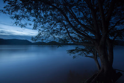 Tree by lake against sky