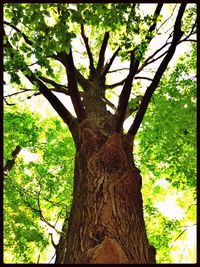 Low angle view of tree against sky