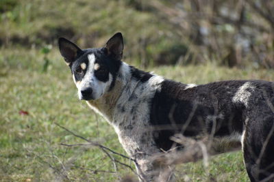 Portrait of a dog on field