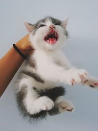 Close-up of hand holding cat yawning