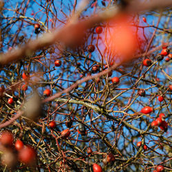 Close-up of fruits on tree