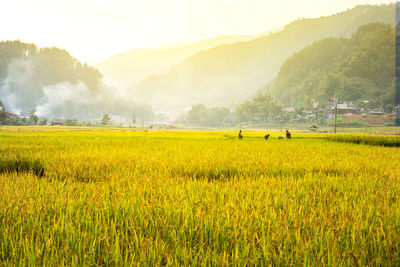 Scenic view of agricultural field against sky