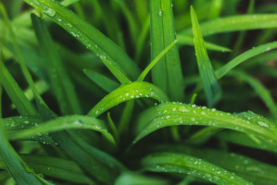 Close-up of wet grass during rainy season