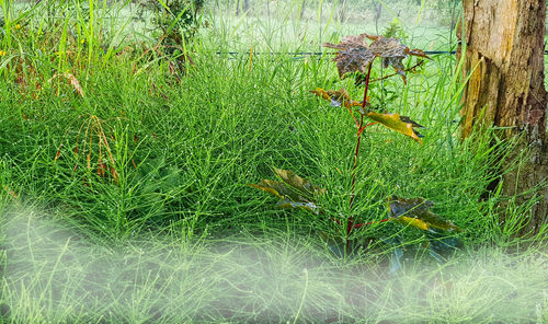 High angle view of flowering plants on field
