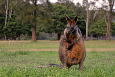 Portrait of wallaby/kangaroo standing in field