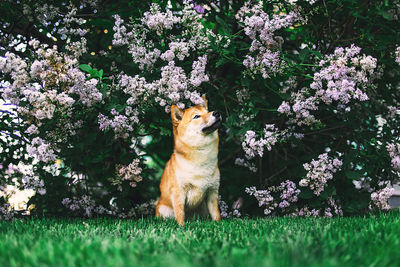 Cat looking away on plant