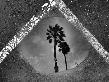 Reflection of trees on puddle