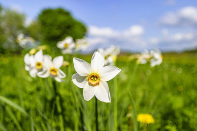 Close up ata flowering daffodil on a meadow