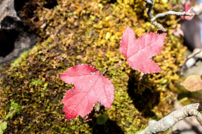 Close-up of maple leaf during autumn