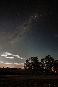 Trees against sky at night