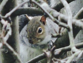 Close-up of squirrel