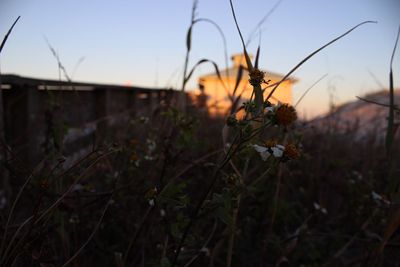 Close-up of fresh plants on field against sky