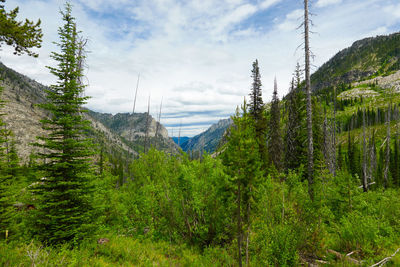 Pine trees in forest against sky