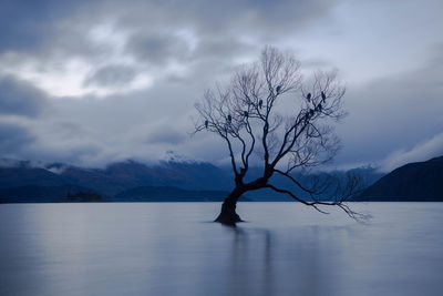 Silhouette bare tree in lake against cloudy sky