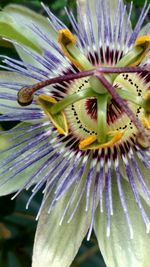 Close-up of passion flower