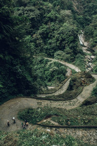 High angle view of trees