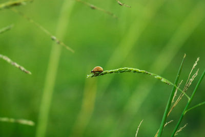 Ladybug, hunting macro with kit lens 18-55mm by canon