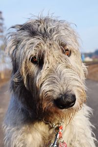 Close-up of dog against sky