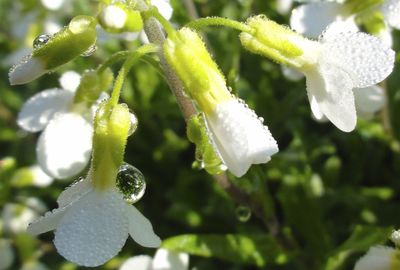 Close-up of white flowers blooming