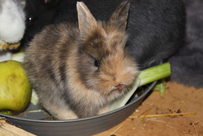 Close-up of pig eating food