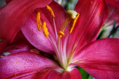 Close-up of pink flower