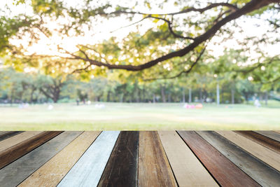 Close-up of fresh green trees in park against sky